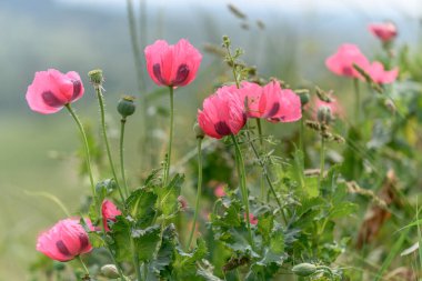 Kırsal kesimde pembe gelincik çiçeği. Avrupa.