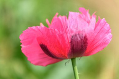 Kırsal kesimde pembe gelincik çiçeği. Avrupa.