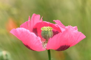 Kırsal kesimde pembe gelincik çiçeği. Avrupa.