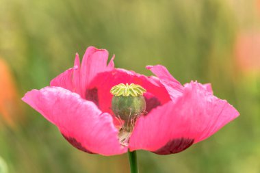Kırsal kesimde pembe gelincik çiçeği. Avrupa.