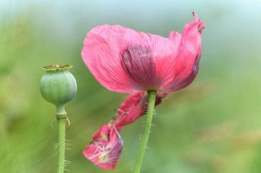 Kırsal kesimde pembe gelincik çiçeği. Avrupa.