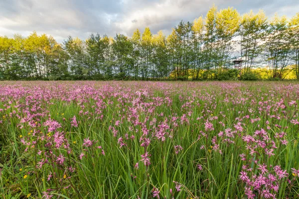 Lychnis Koekoek Bloem Vodden Roodborstje Een Lente Weide — Stockfoto