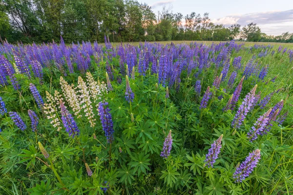 Bahar Çayırında Mor Mavi Lupin Çiçekleri Fransa — Stok fotoğraf