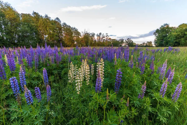 Bahar Çayırında Mor Mavi Lupin Çiçekleri Fransa — Stok fotoğraf