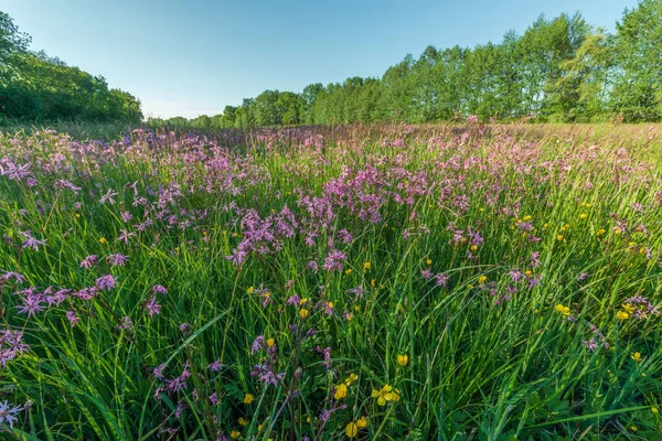 stock image Lychnis cuckoo flower, ragged robin in a spring meadow.France.