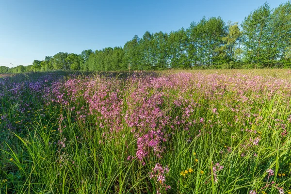 Lychnis guguk kuşu çiçeği, Bahar otlağında yırtık pırtık Robin. Fransa.