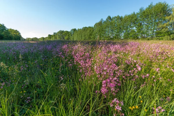 Lychnis guguk kuşu çiçeği, Bahar otlağında yırtık pırtık Robin. Fransa.