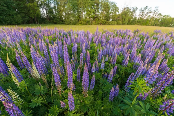 Bahar Çayırında Mor Mavi Lupin Çiçekleri Fransa — Stok fotoğraf