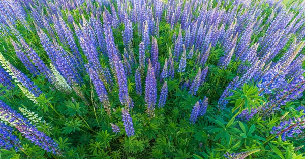 Bahar Çayırında Mor Mavi Lupin Çiçekleri Fransa — Stok fotoğraf