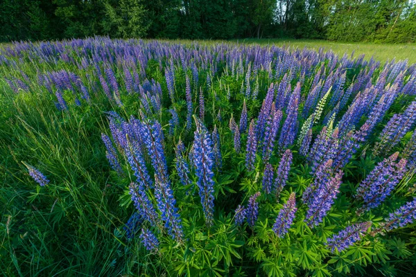 Bahar Çayırında Mor Mavi Lupin Çiçekleri Fransa — Stok fotoğraf