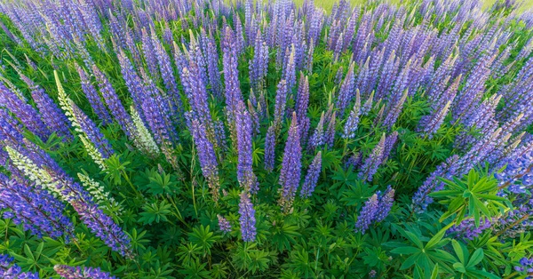 Bahar Çayırında Mor Mavi Lupin Çiçekleri Fransa — Stok fotoğraf