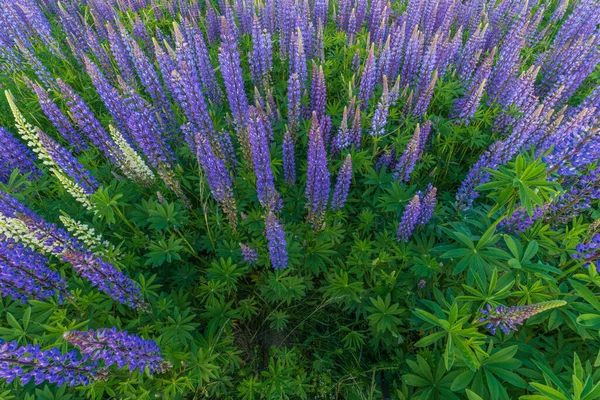 Flores Tremoço Azuis Roxas Prado Primavera França — Fotografia de Stock