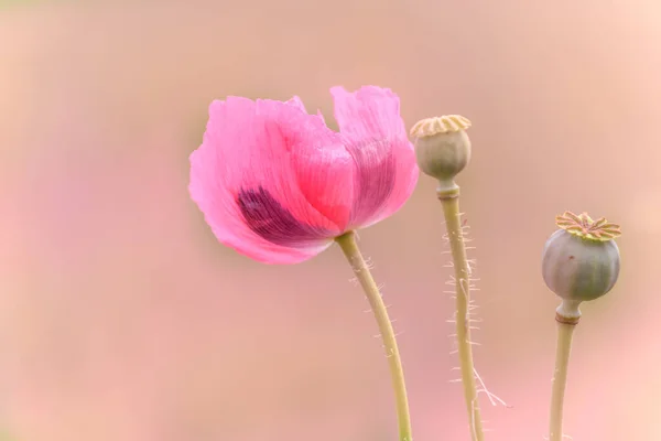 Ροζ Λουλούδι Παπαρούνας Στην Άγρια Ύπαιθρο Ευρώπη — Φωτογραφία Αρχείου