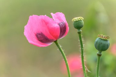 Kırsal kesimde pembe gelincik çiçeği. Avrupa.