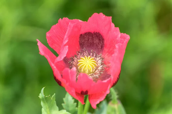 Flor Papoula Rosa Campo Selvagem Europa — Fotografia de Stock