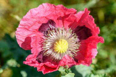 Kırsal kesimde pembe gelincik çiçeği. Avrupa.