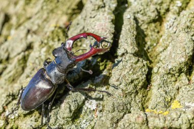Kite stag beetle  on the trunk of an oak tree in spring. France, Europe. clipart