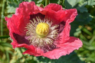 Kırsal kesimde pembe gelincik çiçeği. Avrupa.