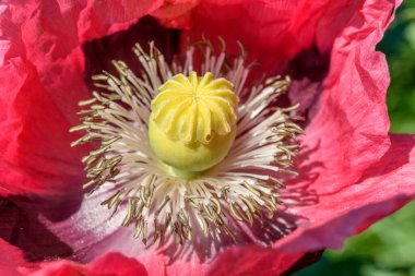 Kırsal kesimde pembe gelincik çiçeği. Avrupa.