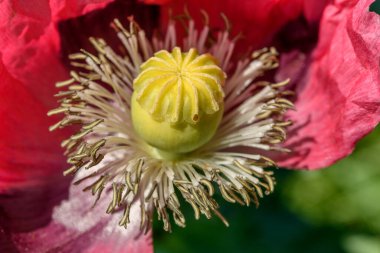 Kırsal kesimde pembe gelincik çiçeği. Avrupa.