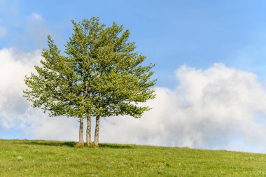 Vosges dağlarının tepesindeki ıssız ağaçlar. Fransa.