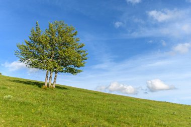 Vosges dağlarının tepesindeki ıssız ağaçlar. Fransa.