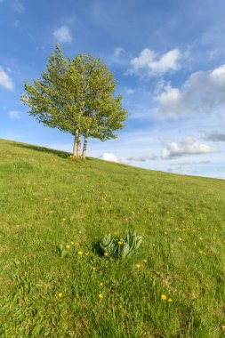 Vosges dağlarının tepesindeki ıssız ağaçlar. Fransa.