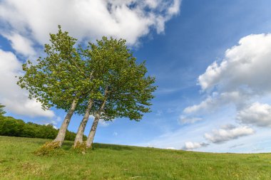 Vosges dağlarının tepesindeki ıssız ağaçlar. Fransa.