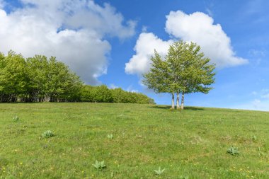 Vosges dağlarının tepesindeki ıssız ağaçlar. Fransa.