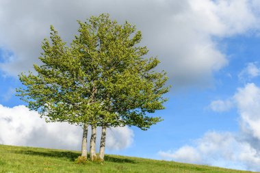 Vosges dağlarının tepesindeki ıssız ağaçlar. Fransa.