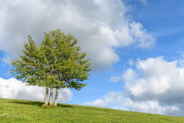 Vosges dağlarının tepesindeki ıssız ağaçlar. Fransa.