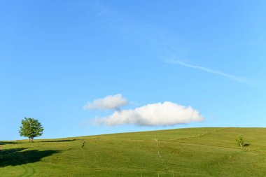 Vosges dağlarının tepesindeki ıssız ağaçlar. Fransa.