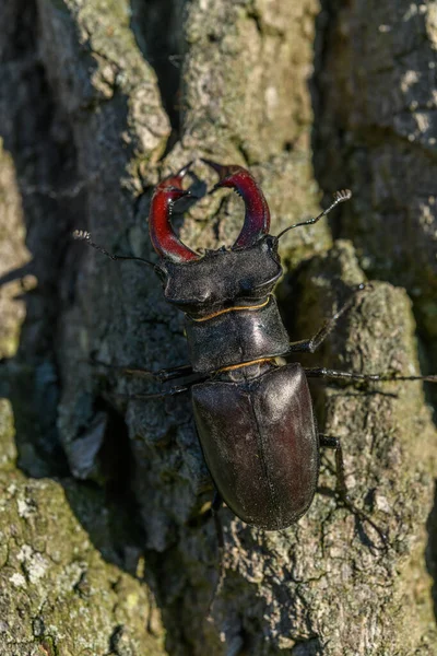 Escarabajo Cometa Tronco Roble Primavera Francia Europa — Foto de Stock