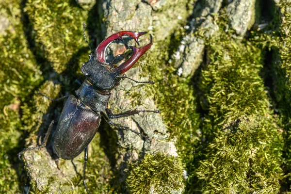 봄철에는 나무의 줄기에 딱정벌레를 매달아 놓는다 프랑스 — 스톡 사진