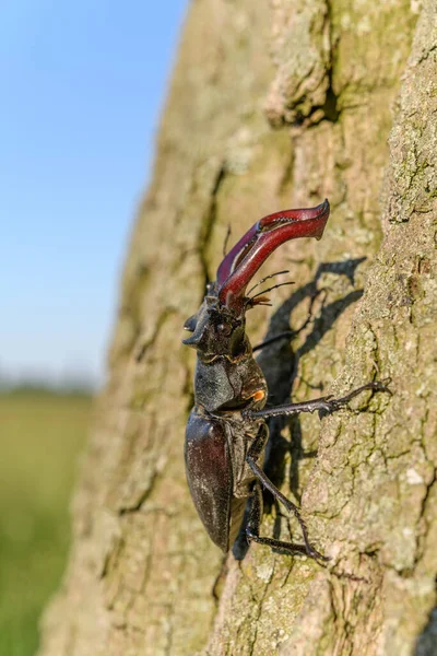 봄철에는 나무의 줄기에 딱정벌레를 매달아 놓는다 프랑스 — 스톡 사진