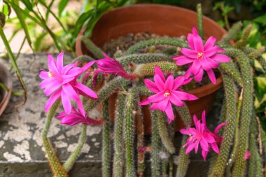 Çiçek açan bir bahçede çiçek açan kaktüsler. Fransa