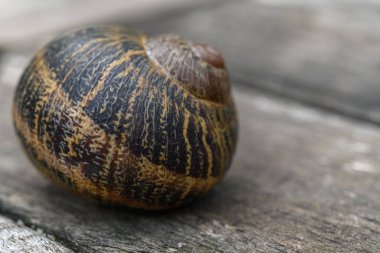 Tahta bahçe masasında salyangoz kabuğu. Fransa.