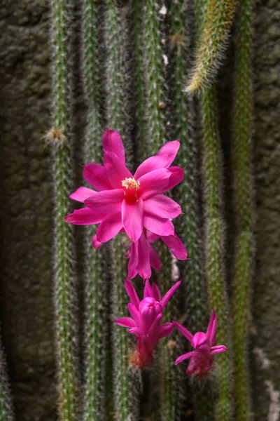 Cactus Fleurs Dans Jardin Fleurs France — Photo