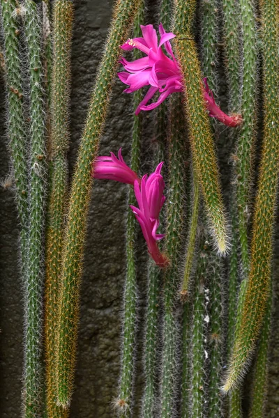 Virágzó Kaktuszvirág Egy Virágzó Kertben Franciaország — Stock Fotó