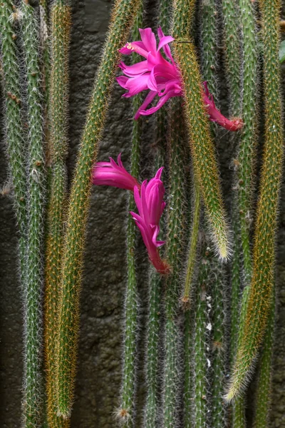 Blooming Cactus Blooming Garden France — Stock Photo, Image