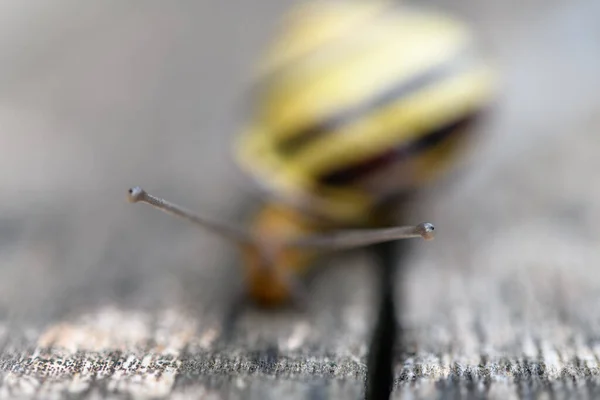 Ojos Caracol Sobre Una Mesa Jardín Madera Francia —  Fotos de Stock