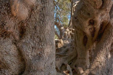 Roquebrune-Cap-Martin 'den Milenyum Zeytin Ağacı. Fransa, Avrupa.