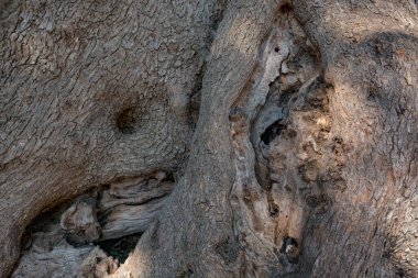 Roquebrune-Cap-Martin 'den Milenyum Zeytin Ağacı. Fransa, Avrupa.
