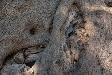 Roquebrune-Cap-Martin 'den Milenyum Zeytin Ağacı. Fransa, Avrupa.
