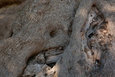 Roquebrune-Cap-Martin 'den Milenyum Zeytin Ağacı. Fransa, Avrupa.