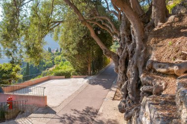 Roquebrune-Cap-Martin 'den Milenyum Zeytin Ağacı. Fransa, Avrupa.