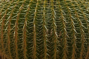 Monako botanik bahçesindeki kaktüsün ayrıntıları. Fransız Rivierası.
