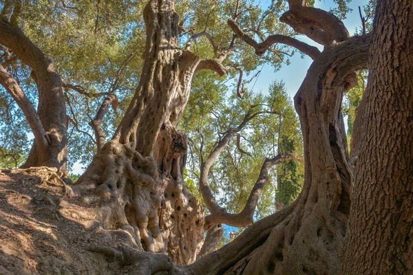 Olivier Millénaire Roquebrune Cap Martin France Europe — Photo