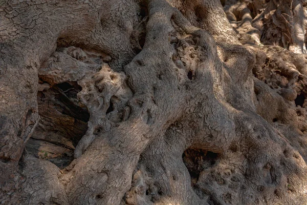 Olivier Millénaire Roquebrune Cap Martin France Europe — Photo