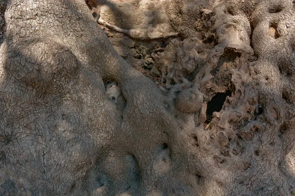 Jahrtausendalter Olivenbaum Aus Roquebrune Cap Martin Frankreich Europa — Stockfoto